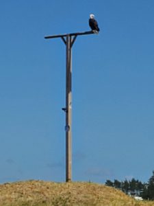 Eagle on post watching pacific ocean